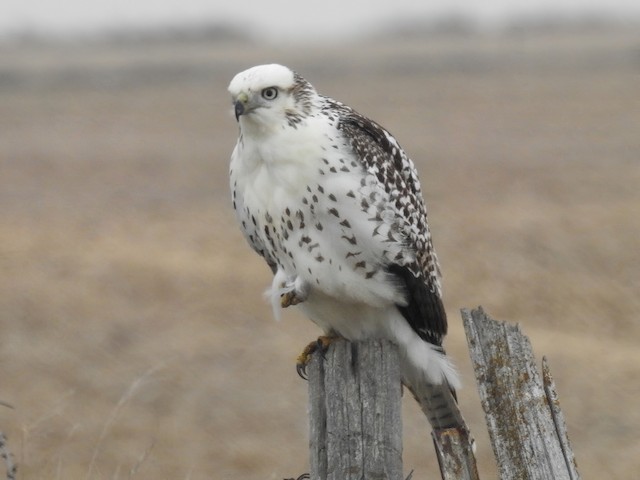 Juvenile (Krider's) - Red-tailed Hawk (Krider's) - 
