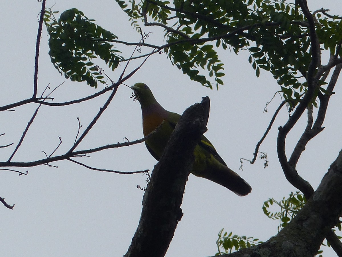 Orange-breasted Green-Pigeon - Eamon Corbett
