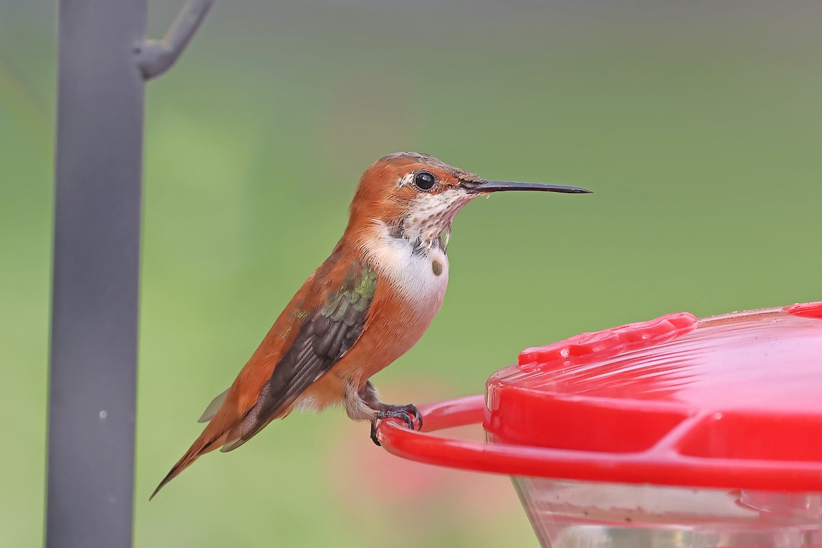 Rufous Hummingbird - William Supulski