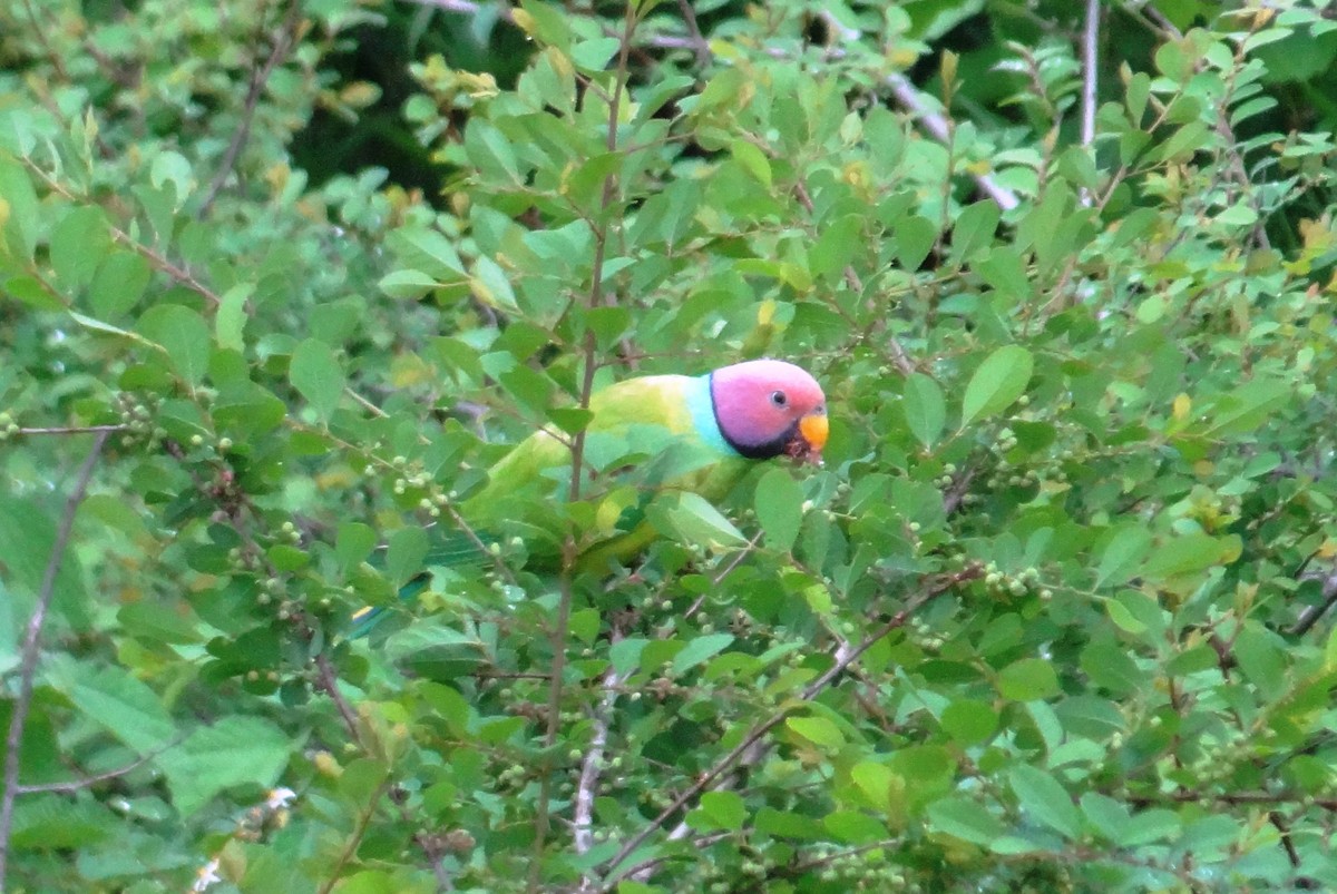 Plum-headed Parakeet - Kishore P