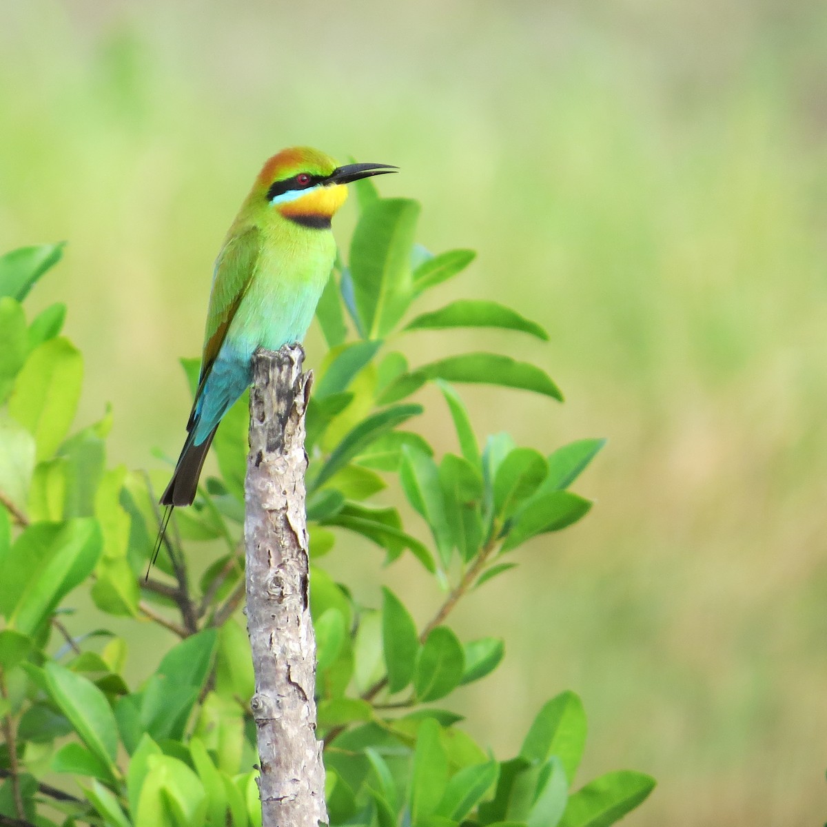 Rainbow Bee-eater - ML30625581