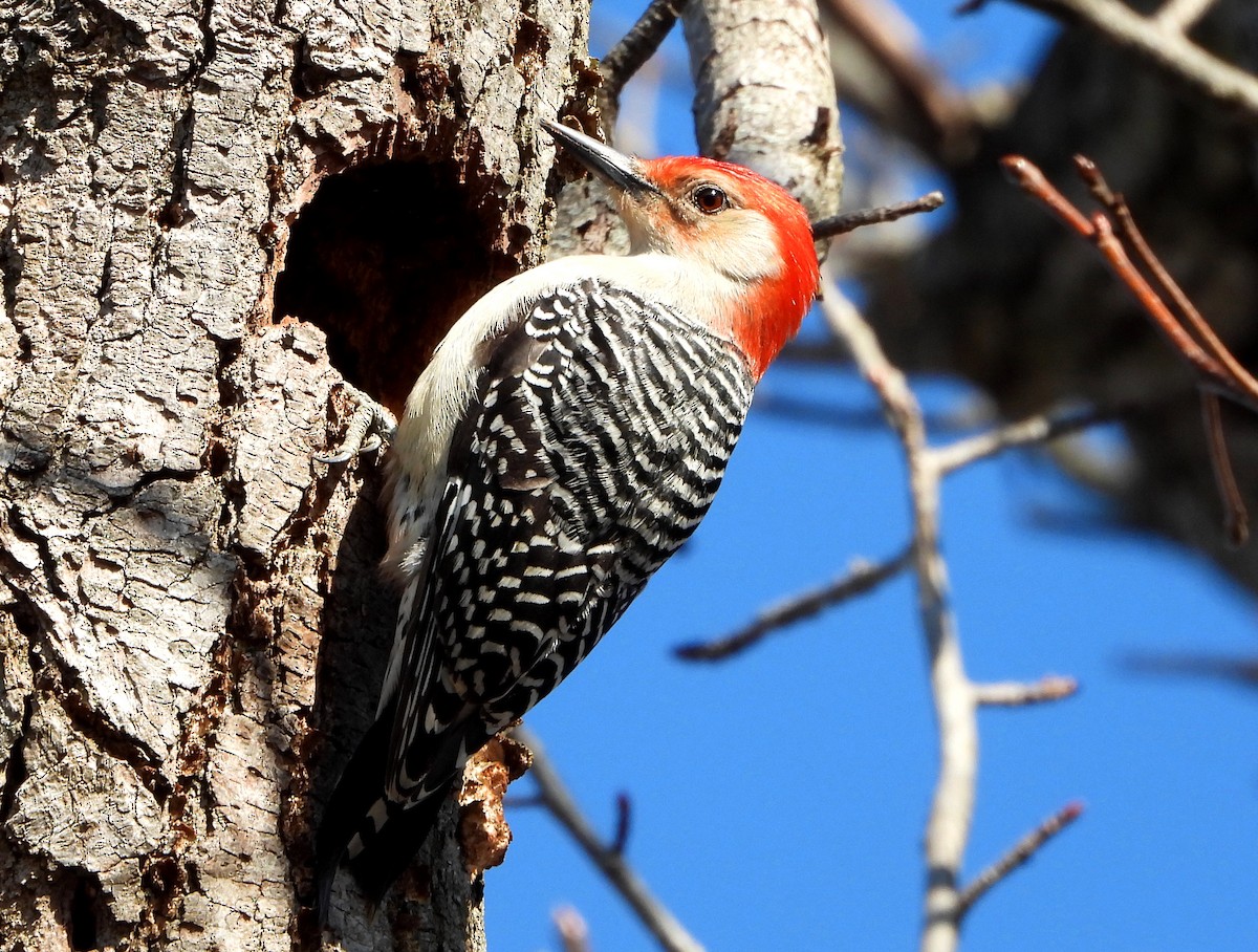 Red-bellied Woodpecker - John Aleknavage