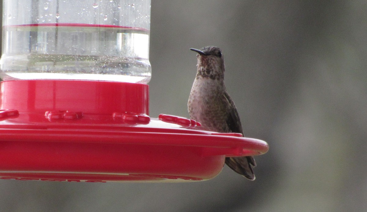 Anna's Hummingbird - ML306260281