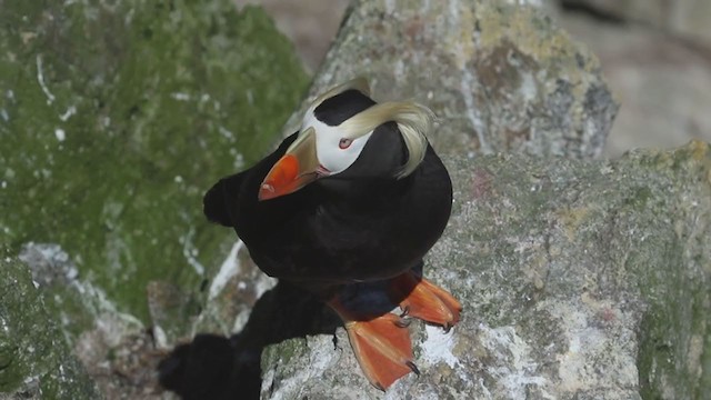 Tufted Puffin - ML306261681