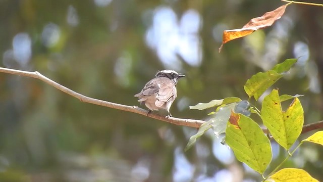 White-browed Fantail - ML306263371