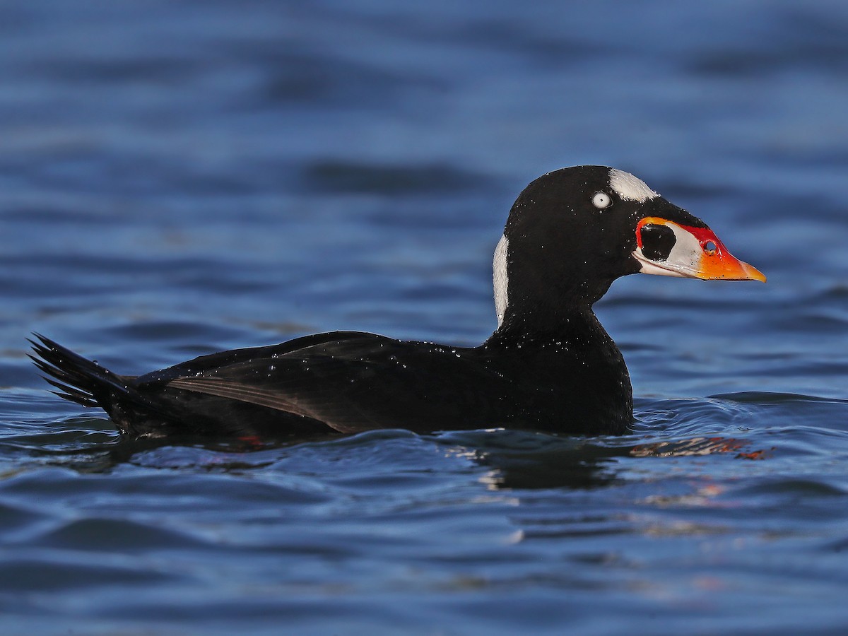 Brillenente - eBird