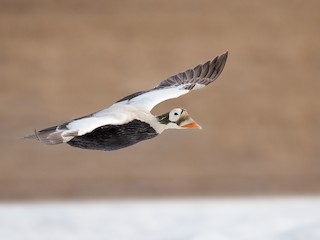  - Spectacled Eider