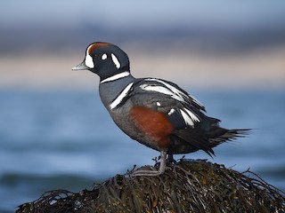  - Harlequin Duck