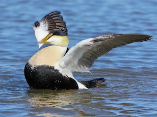  - Common Eider