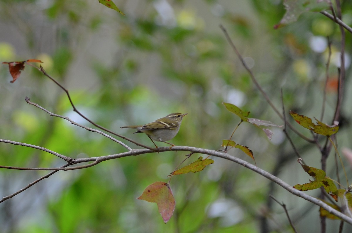 Yellow-browed Warbler - ML306277101