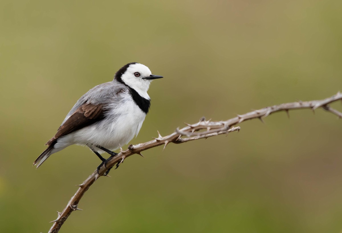 White-fronted Chat - ML306279811
