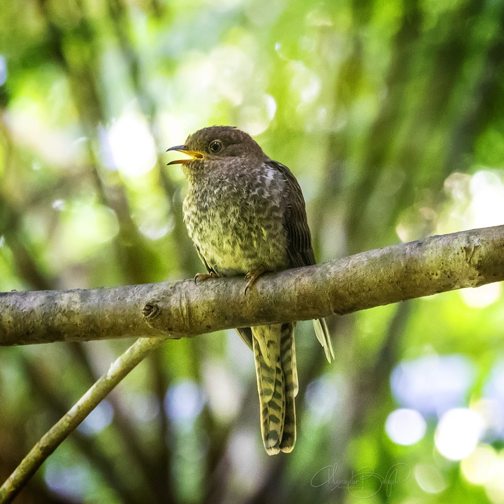 Fan-tailed Cuckoo - Alexander Babych