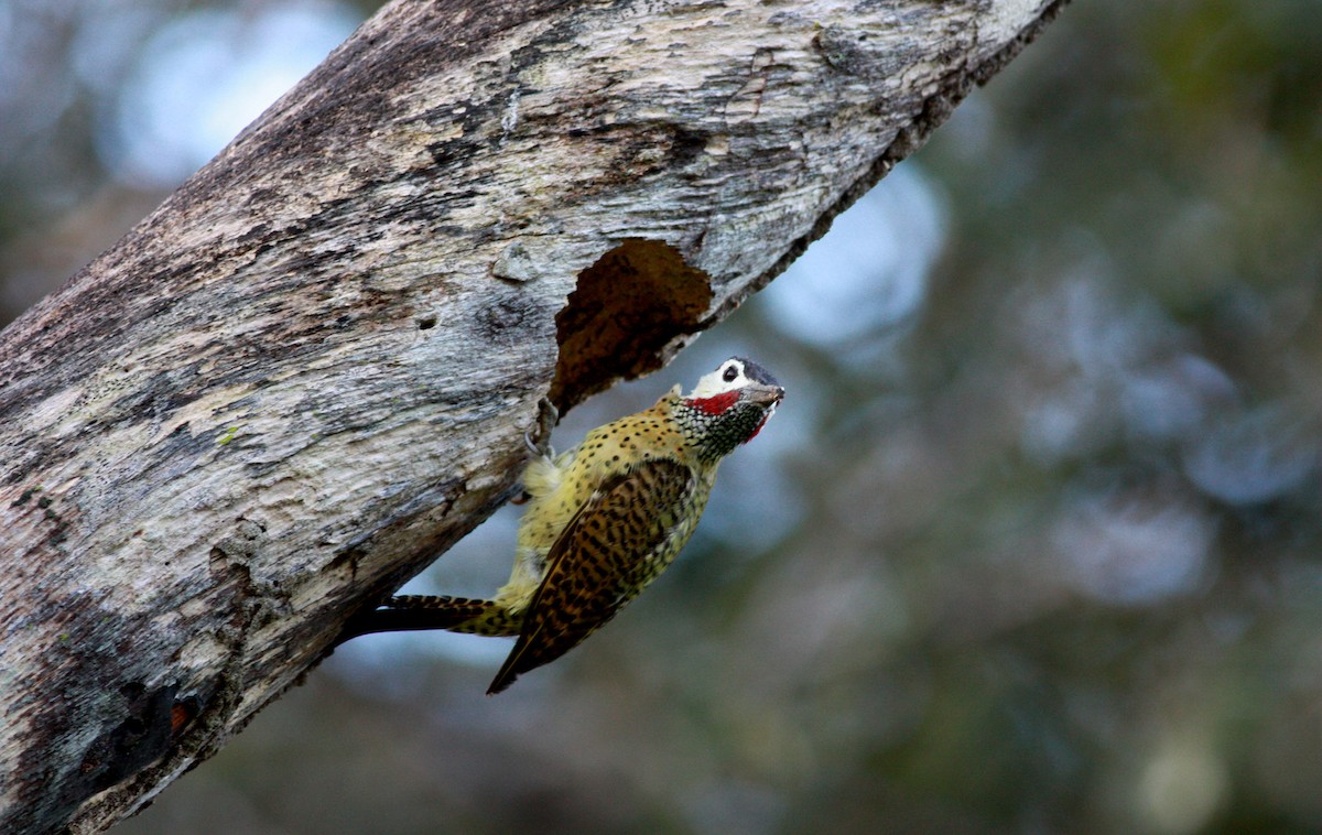 Spot-breasted Woodpecker - Jay McGowan