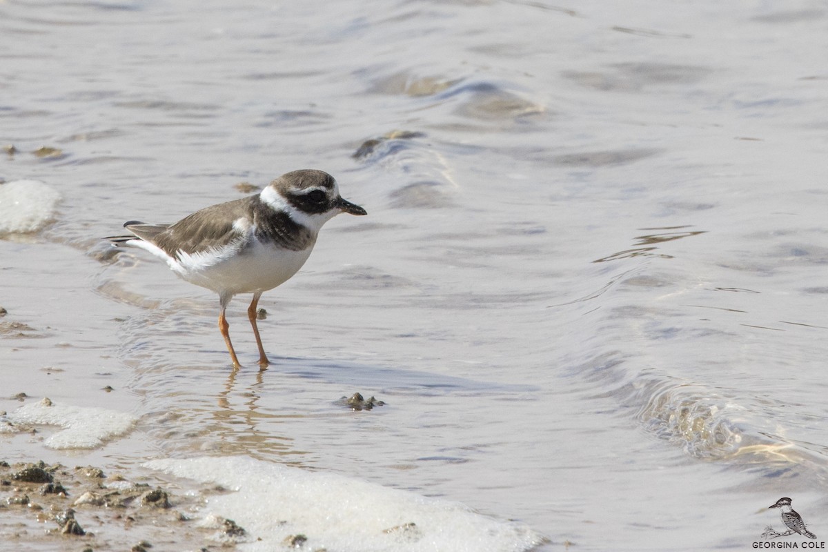 Common Ringed Plover - ML306285131