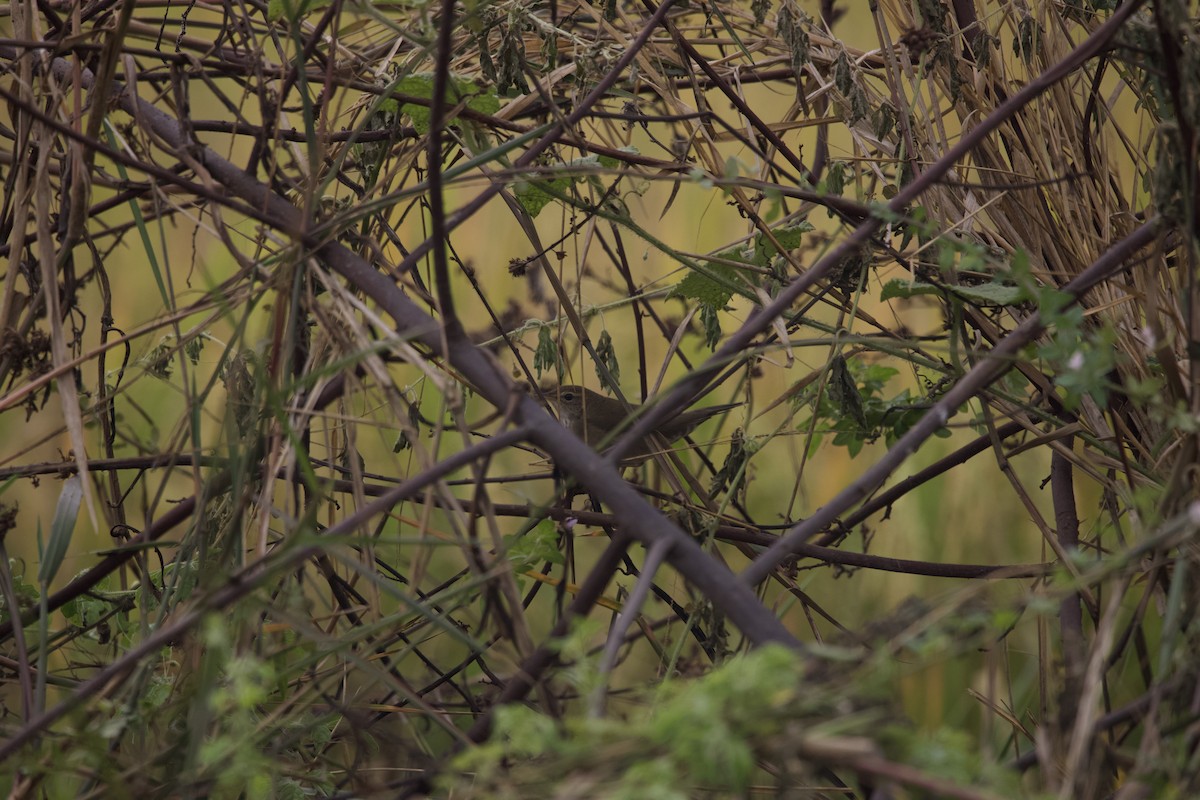 Baikal Bush Warbler - ML306285461