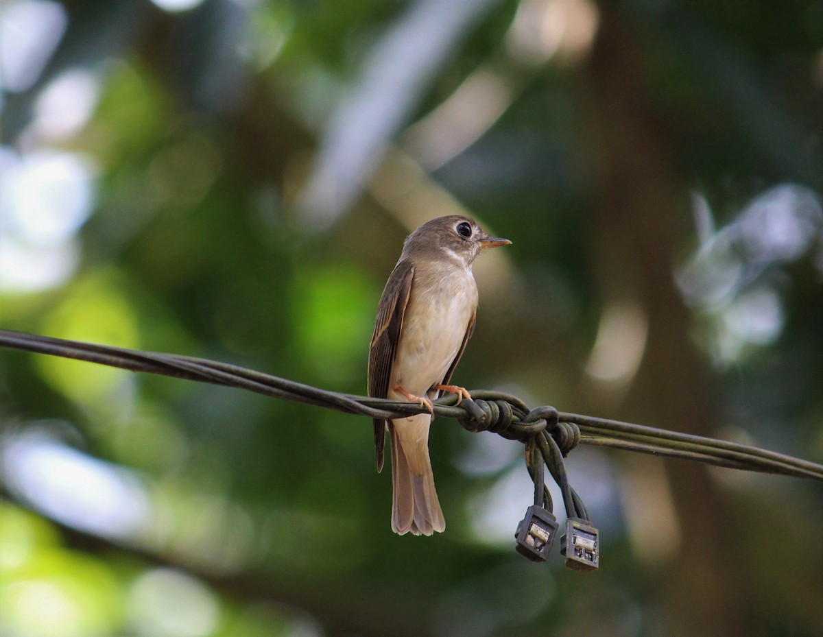 Brown-breasted Flycatcher - ML306286481
