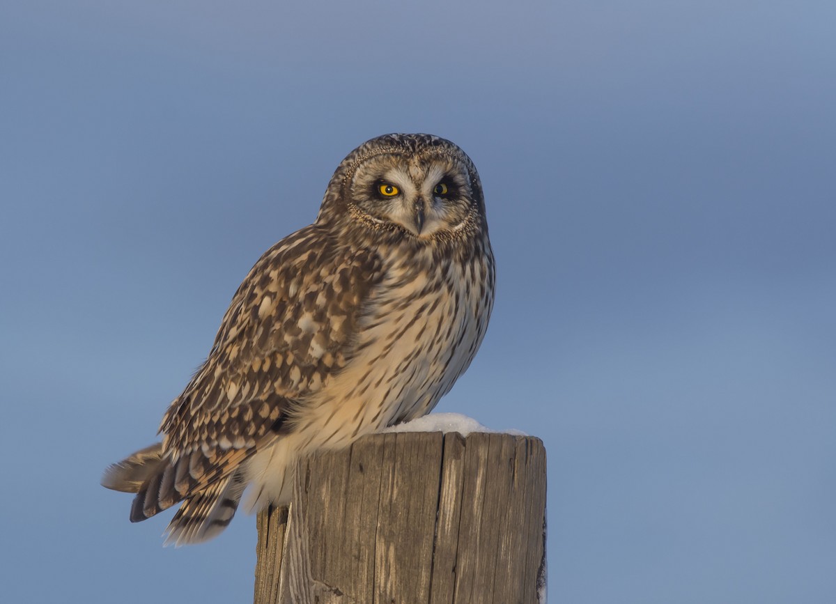 Short-eared Owl - ML306288841