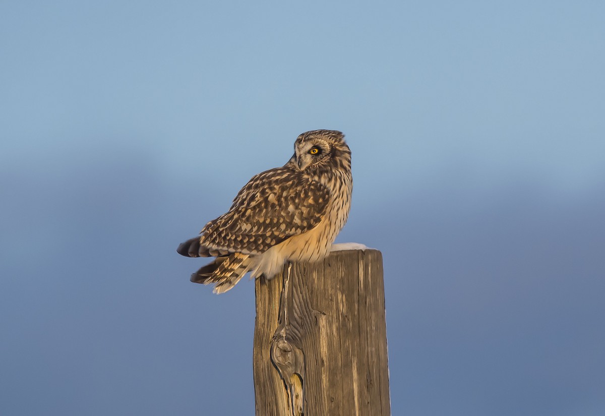 Short-eared Owl - ML306288851