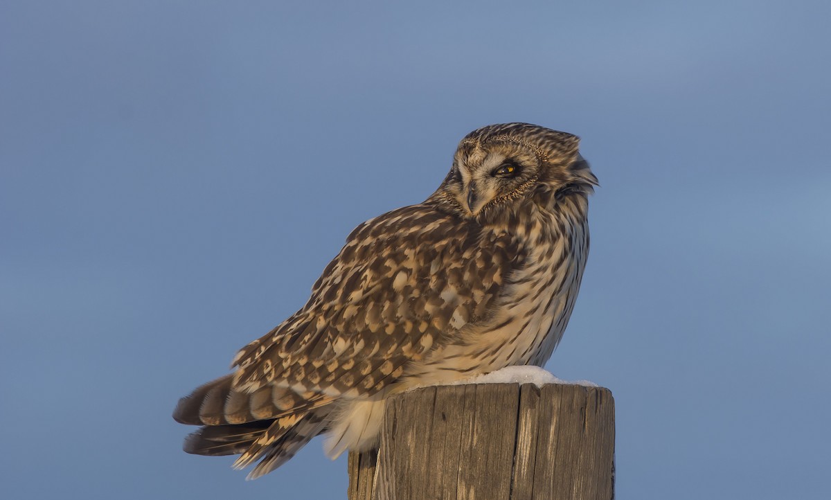 Short-eared Owl - ML306288861