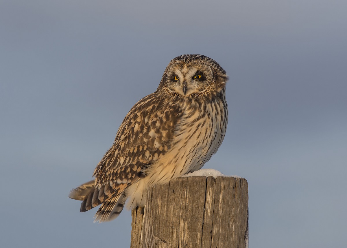 Short-eared Owl - ML306288881