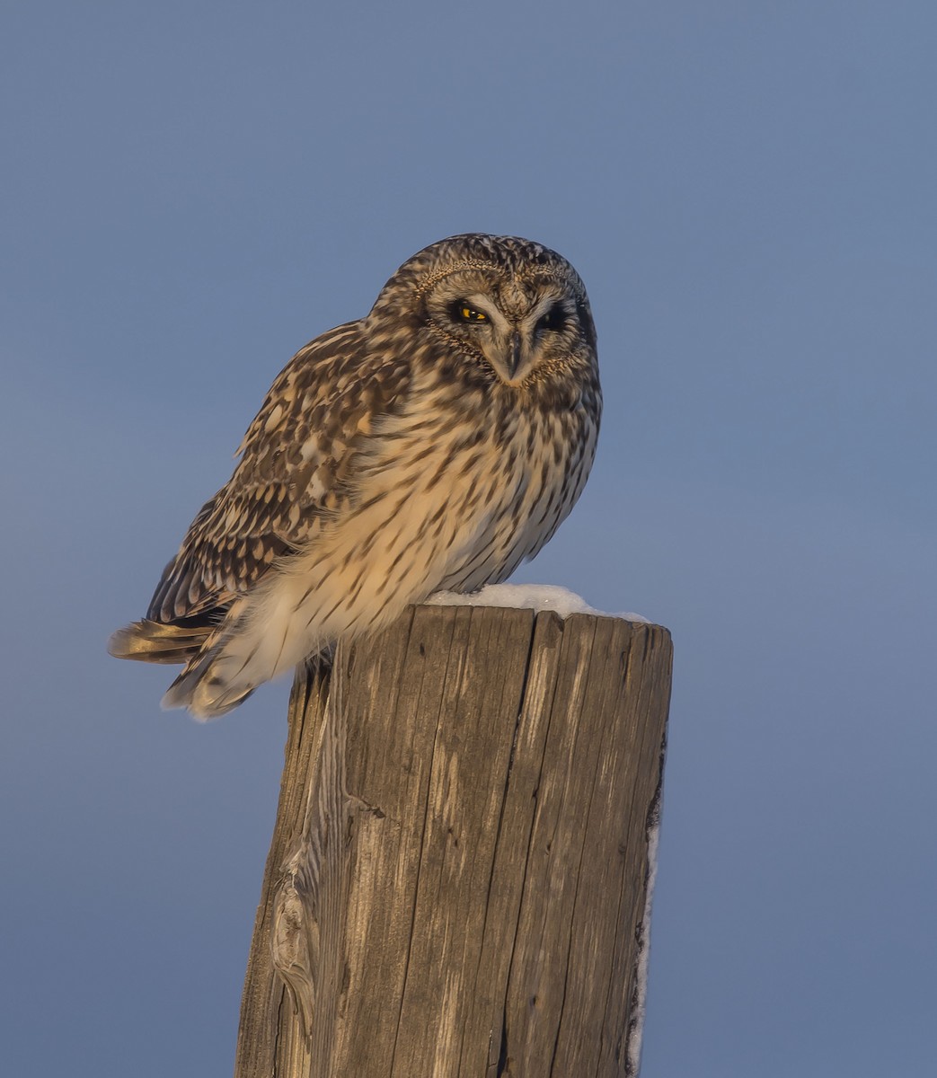 Short-eared Owl - Ronnie d'Entremont