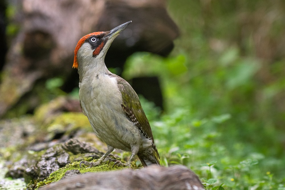 Eurasian Green Woodpecker - Francesco Veronesi