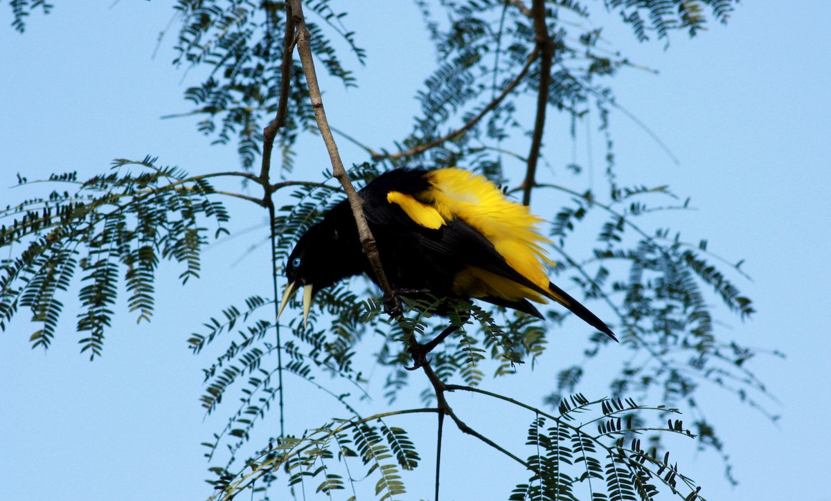 Yellow-rumped Cacique - ML30629531