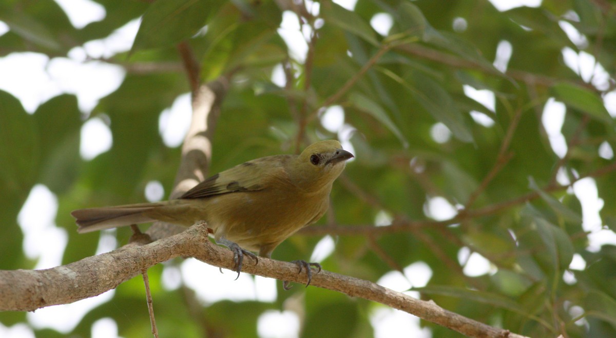Palm Tanager - ML30629541