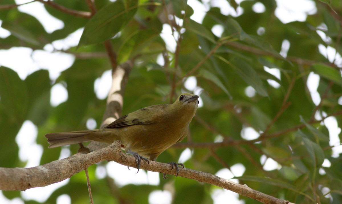 Palm Tanager - ML30629571