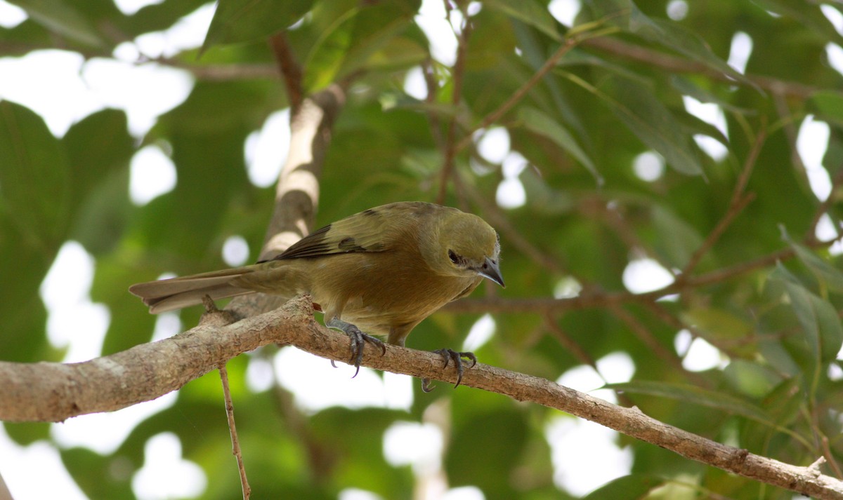 Palm Tanager - ML30629621