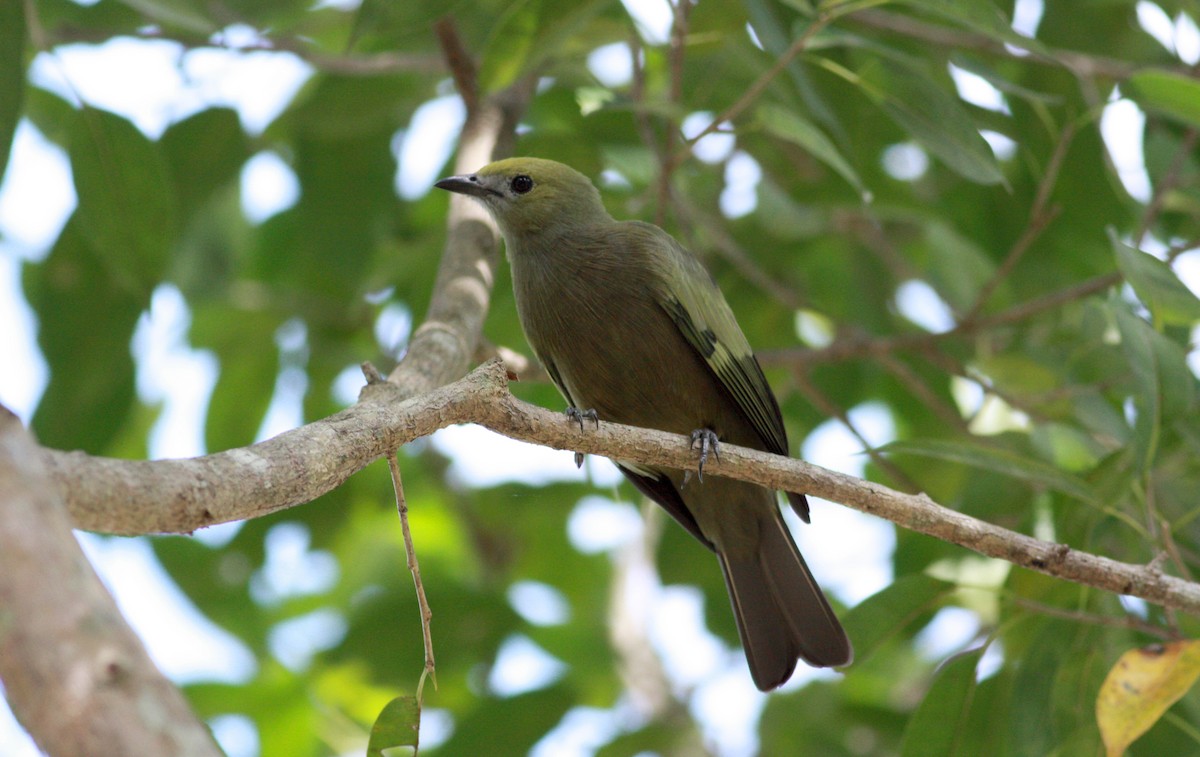 Palm Tanager - ML30629651