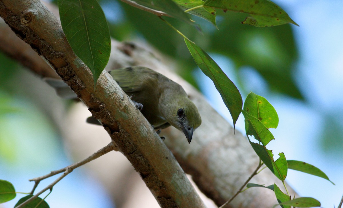 Palm Tanager - ML30629691