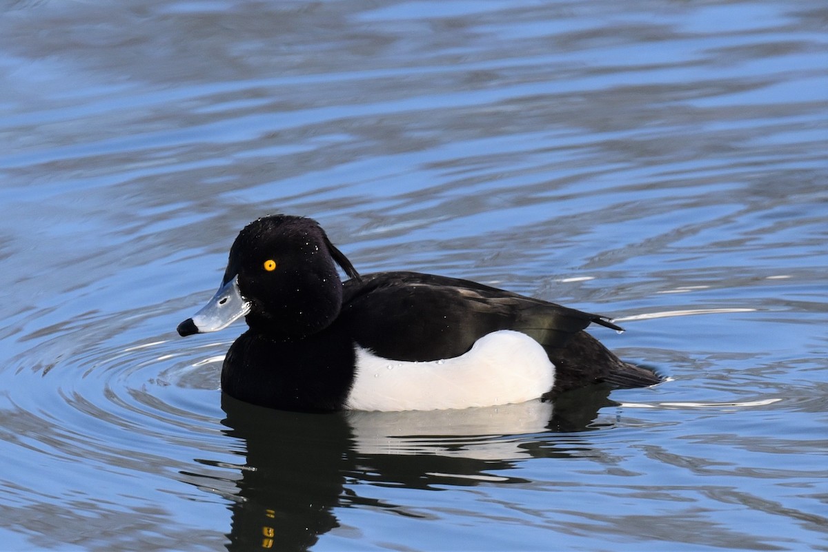 Tufted Duck - ML306298461