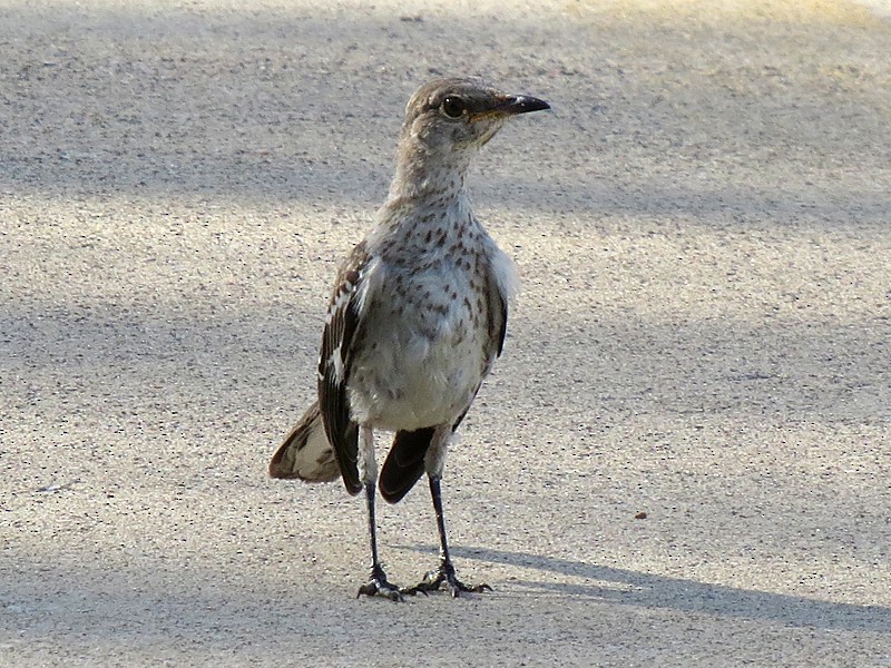 Northern Mockingbird - wendy wright