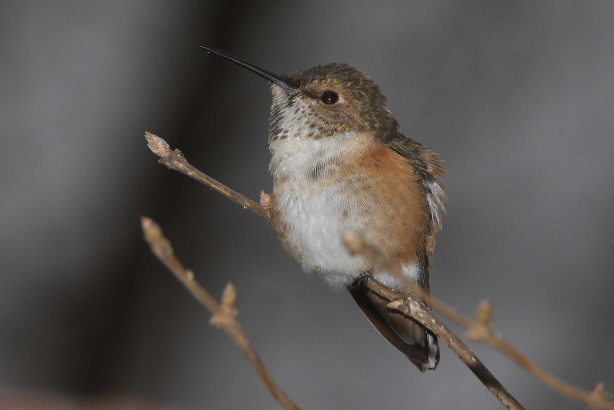 Rufous Hummingbird - William Hull