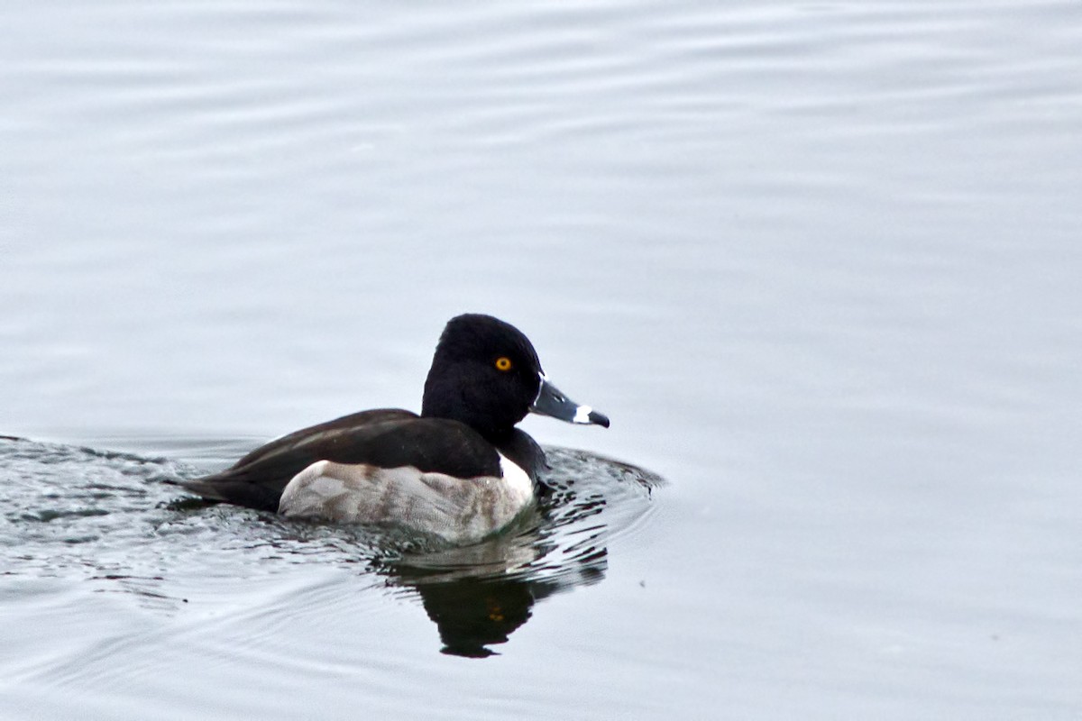 Ring-necked Duck - Rob Dickerson