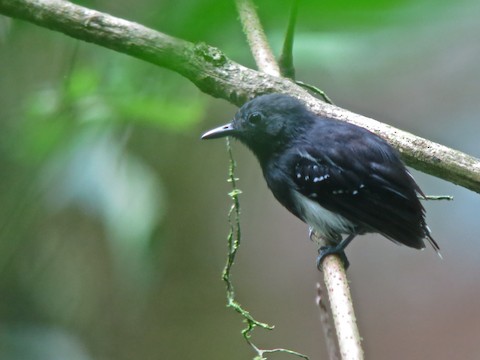 White-flanked Antwren - eBird