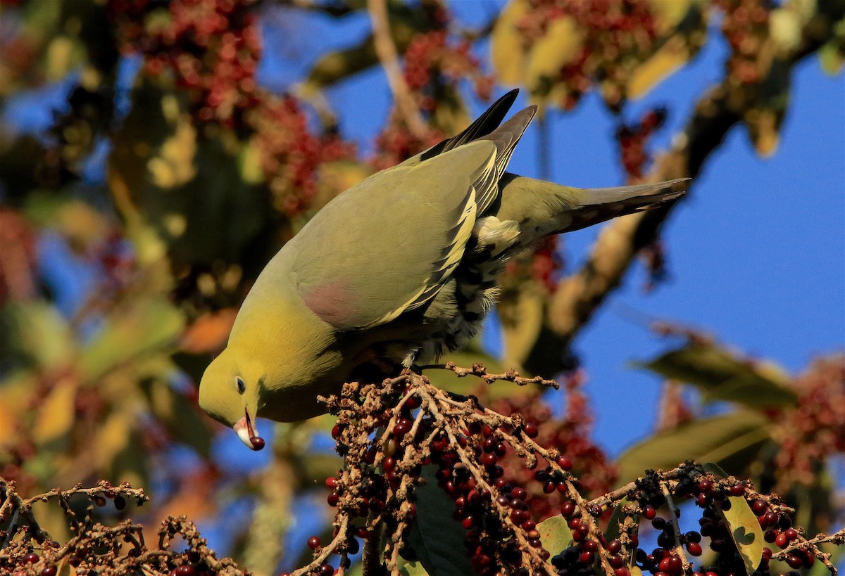 Madagascar Green-Pigeon - J. Christopher Haney