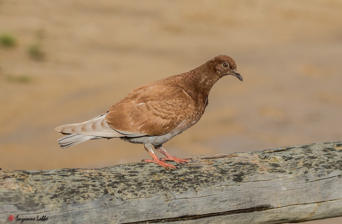 Rock Pigeon (Feral Pigeon) - Suzanne Labbé
