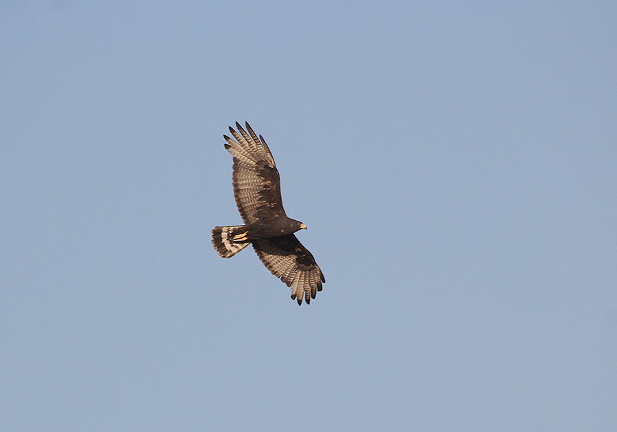 Zone-tailed Hawk - Tim Avery