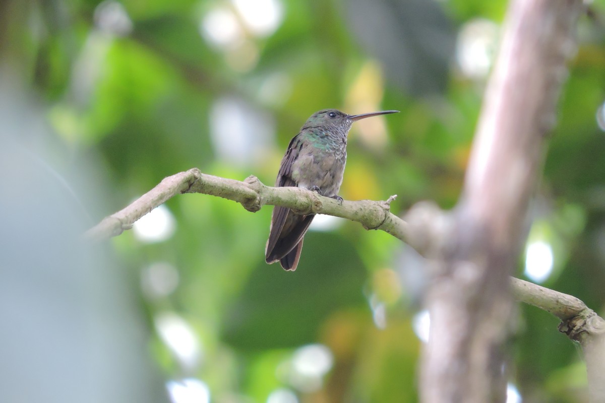 Green-bellied Hummingbird - ML306318751