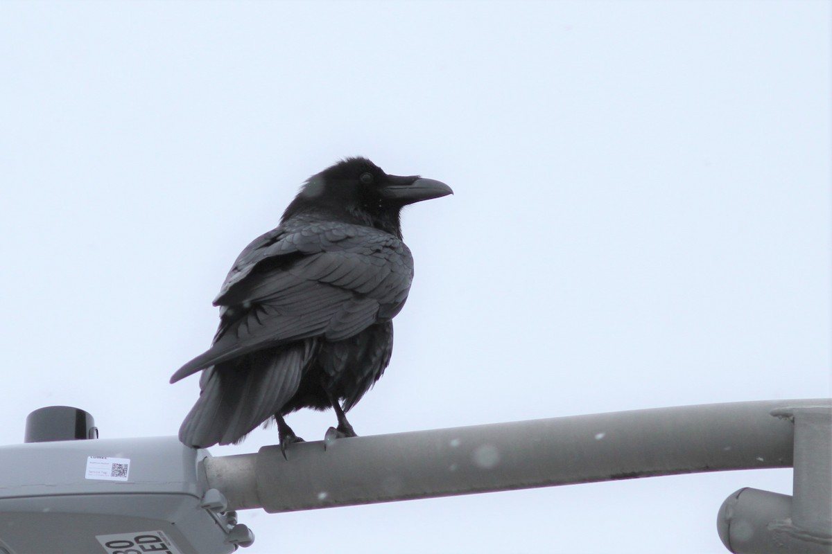 Common Raven - Mylene  Paulhus, Perreault