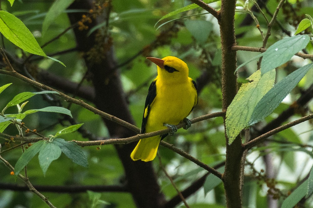 Indian Golden Oriole - ML306320411