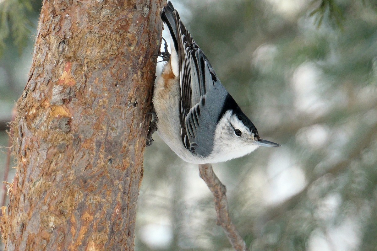 White-breasted Nuthatch - ML306320941