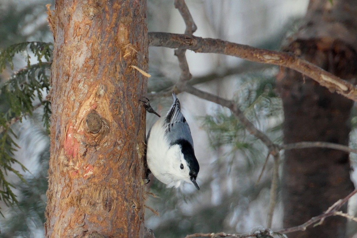 White-breasted Nuthatch - ML306321211