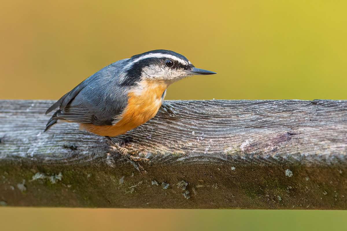Red-breasted Nuthatch - ML306322121