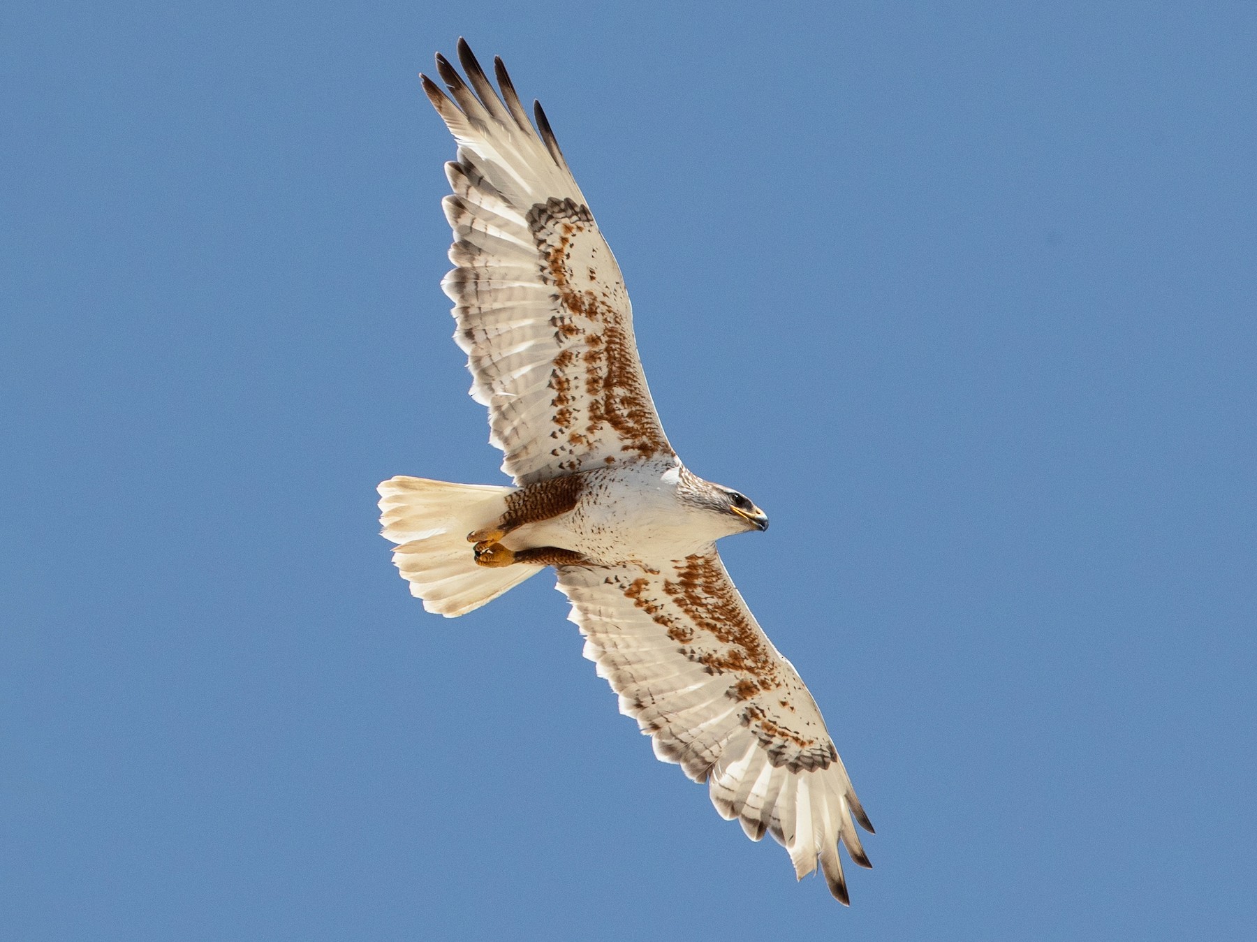 Ferruginous Hawk - Ian Davies