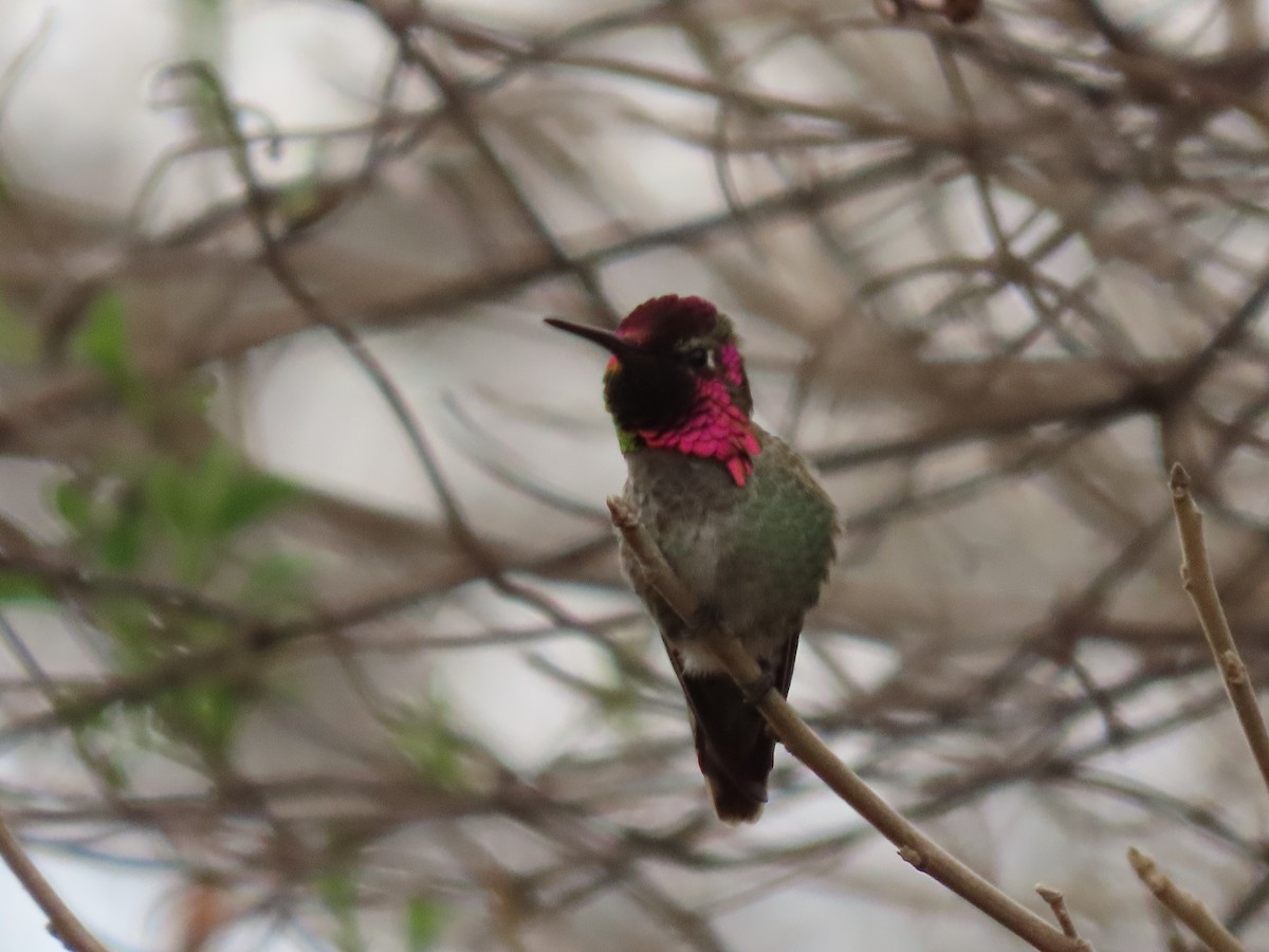 Anna's Hummingbird - ML306323631