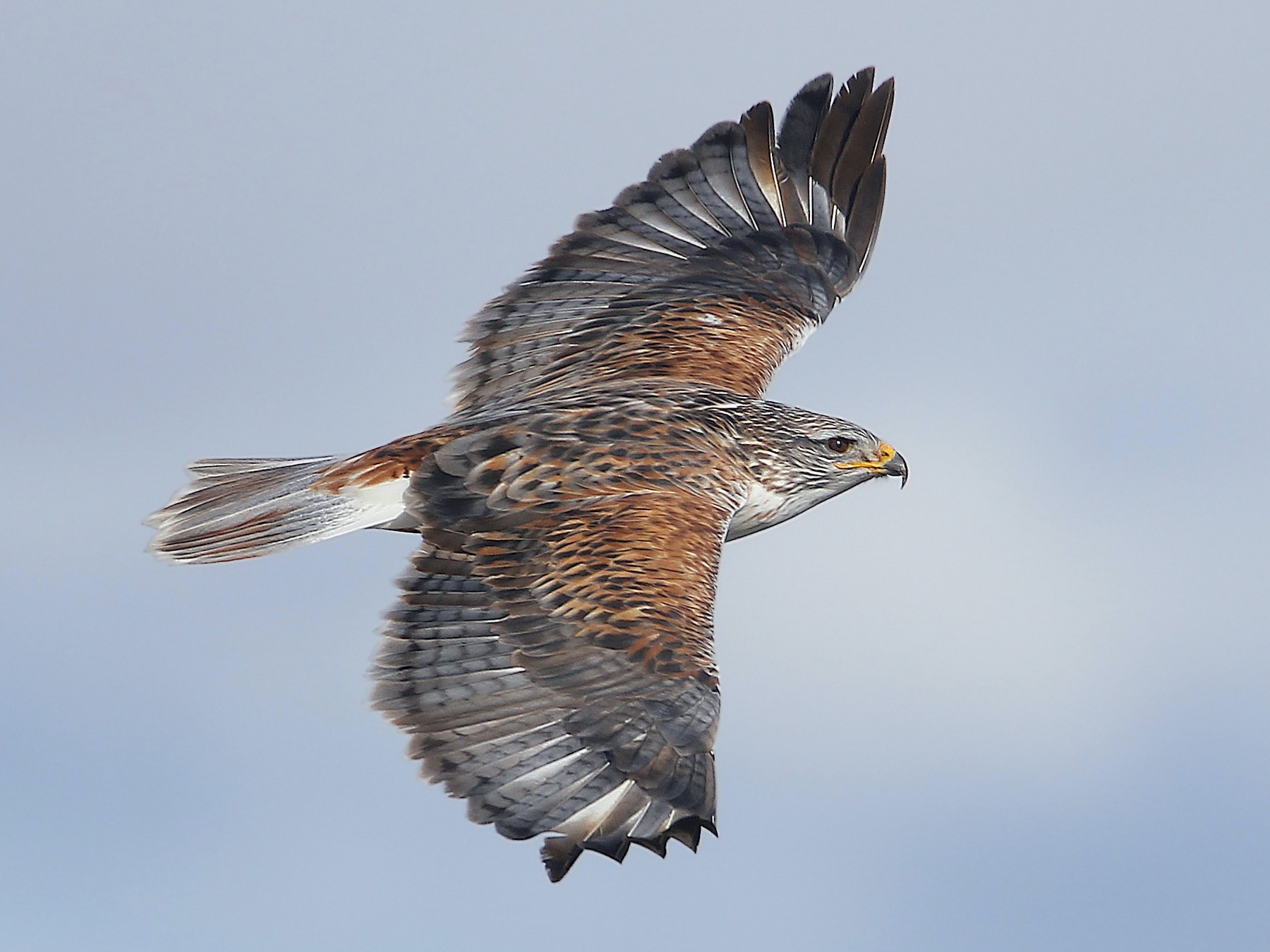 Ferruginous Hawk - Jerry Liguori