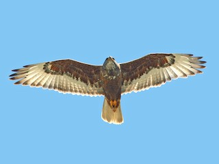 นกเต็มวัย ชุดขนสีเข้ม - Jerry Liguori - ML306324621